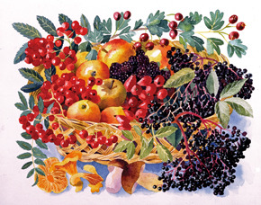 autumn fruits.jpg