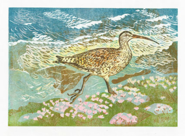 diana leadbetter-dle0075-whimbrel 2.jpg