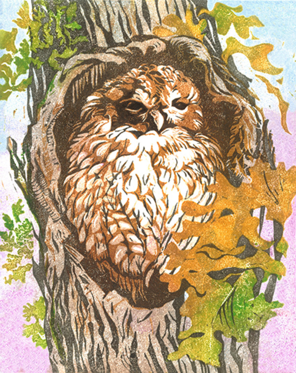 dle0059_mable the tawney owl_y.jpg