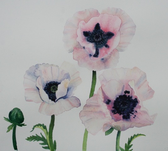 extra pale poppies.jpeg