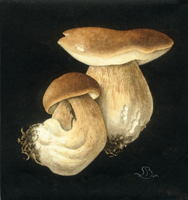 jnb0016-mushrooms 200x188 160x175.jpg