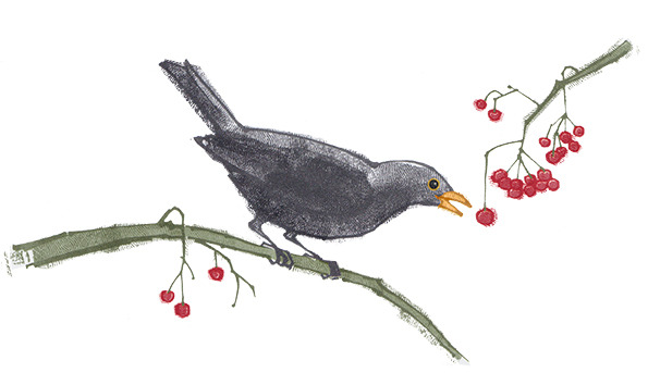 lpa0176 blackbird  berries.jpg