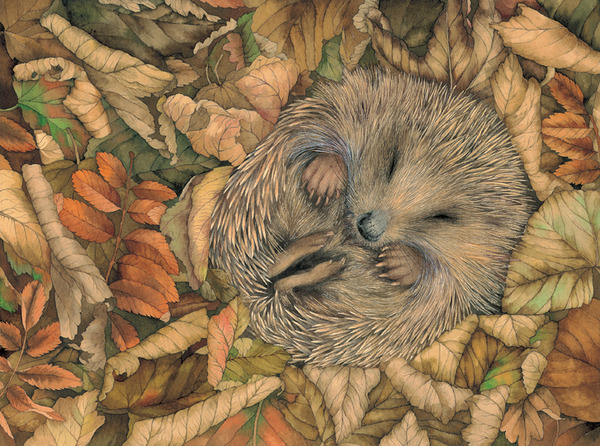 vg0023 october sleeping hedgehog.jpg-plgusa.jpg