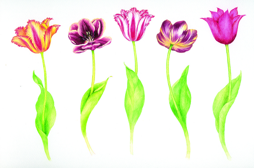 vg0262-tulips-plguk.jpg