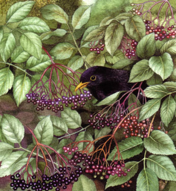 vg0324-elderberry-crop.jpg