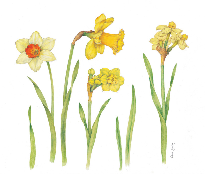 vg0510-daffodils-plx.jpg
