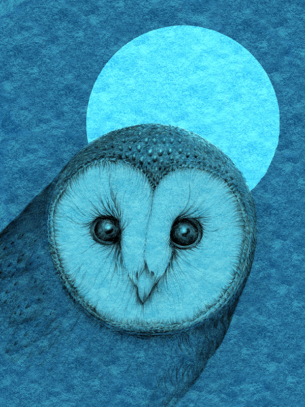 vg0948-barn owl bluemoon-tfhra.jpg