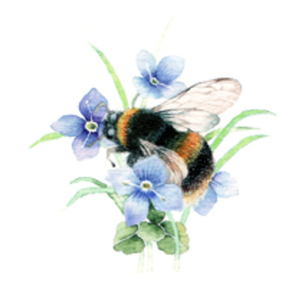 vg0961 bumblebee-plx.jpg