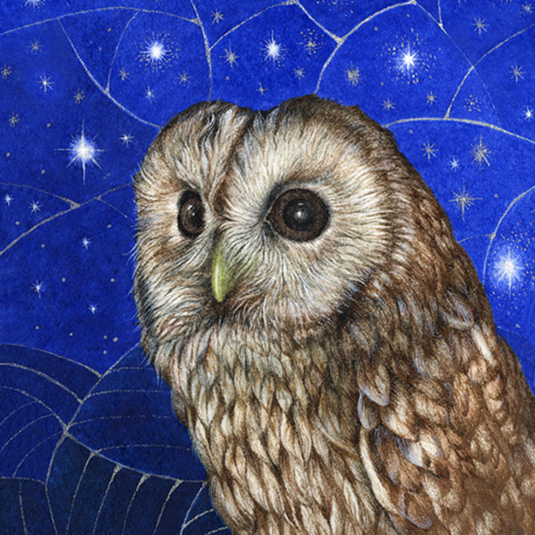 vg1044 tfhra tawny owl square.jpg
